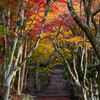 紅に染まる参道