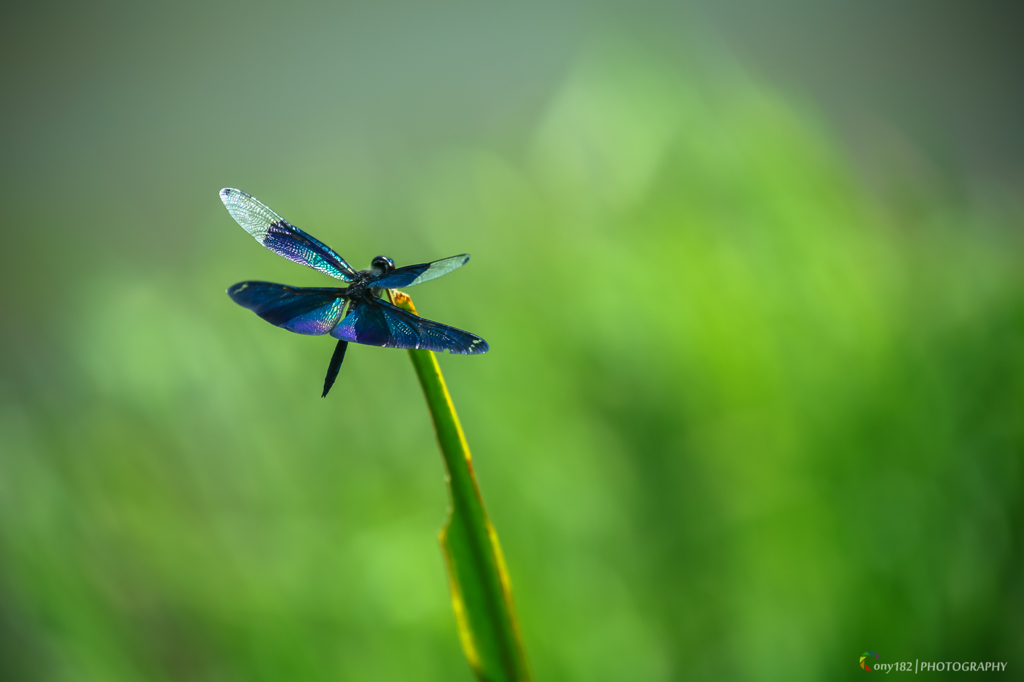 しあわせのあおいとんぼ By Ony1 Id 写真共有サイト Photohito