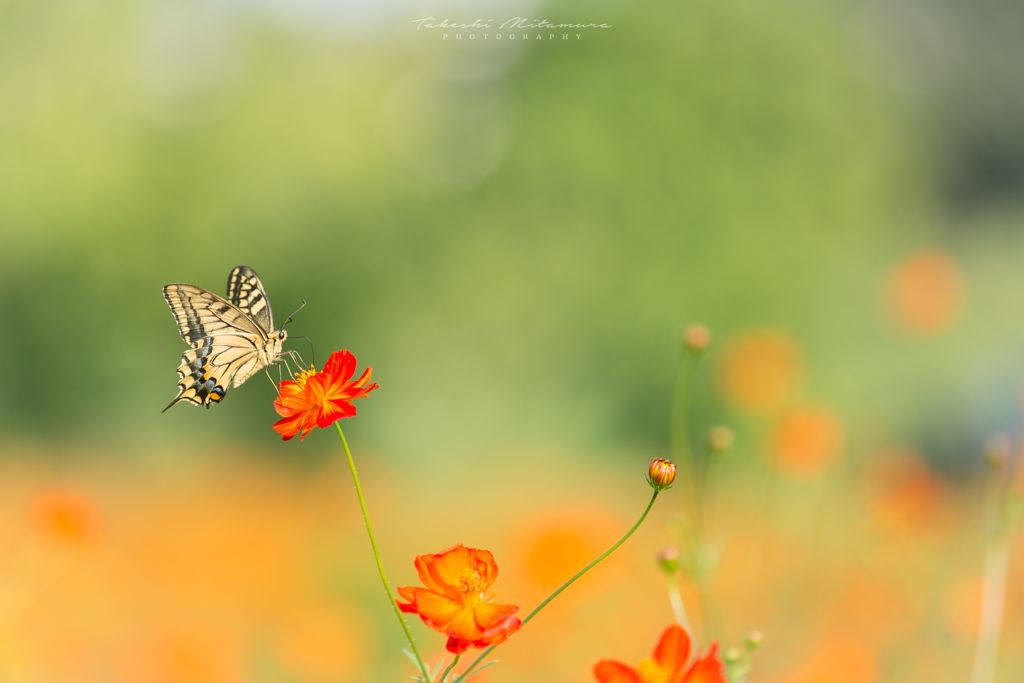 Butterfly In Yellow...