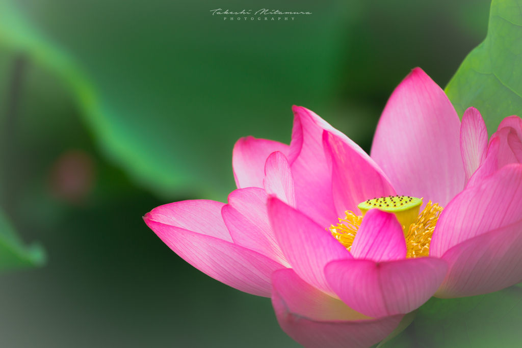 Fluffy Lotus...