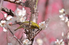 おいしい蜜はこっちかな？