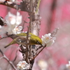 おいしい蜜はこっちかな？