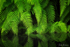 Reflection Of Ferns
