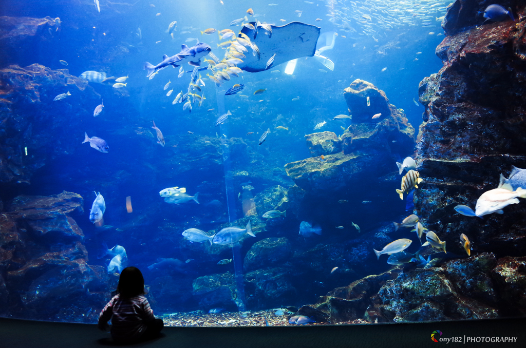 Aquarium World...