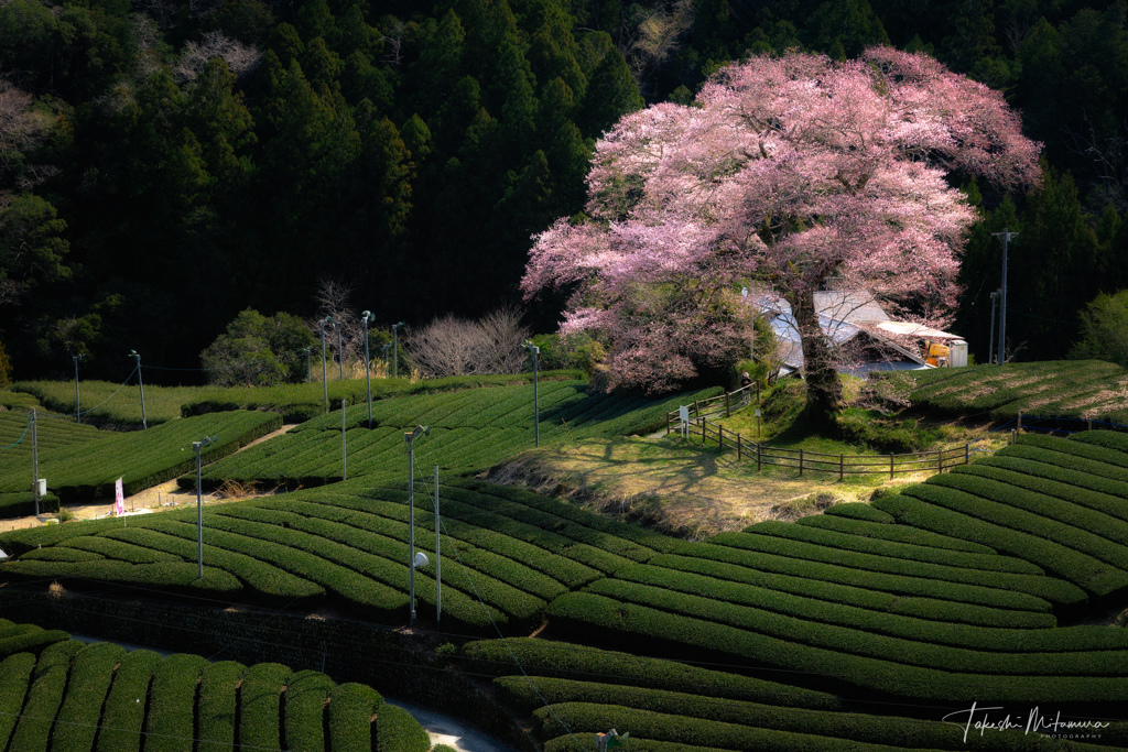 牛代の水目桜