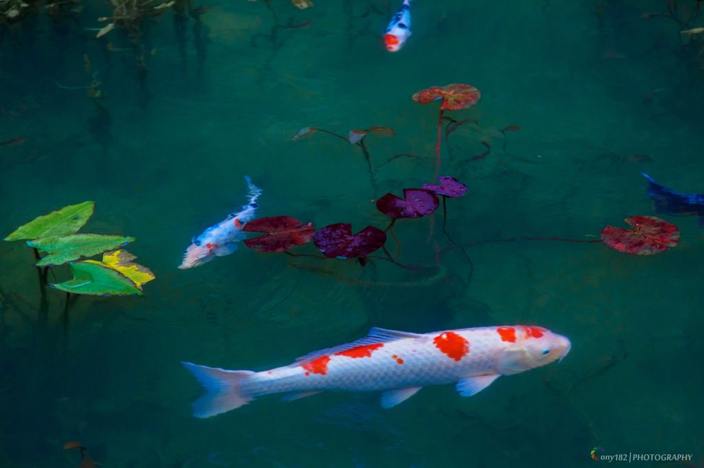 L'étang de Monet