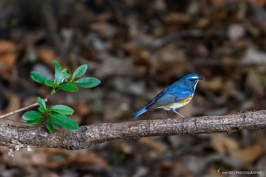 Bluetail...