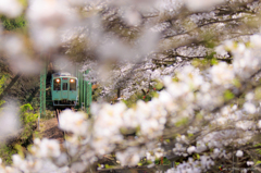 樽見鉄道の春