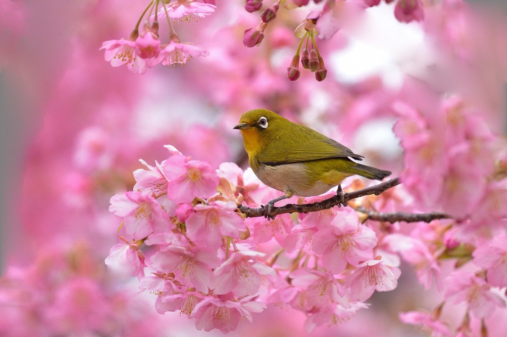 春爛漫