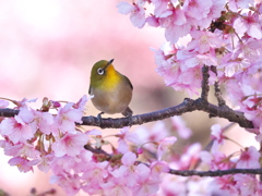 春爛漫