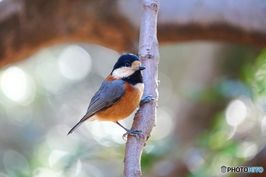 愛しのヤマガラさん