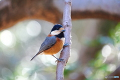 愛しのヤマガラさん