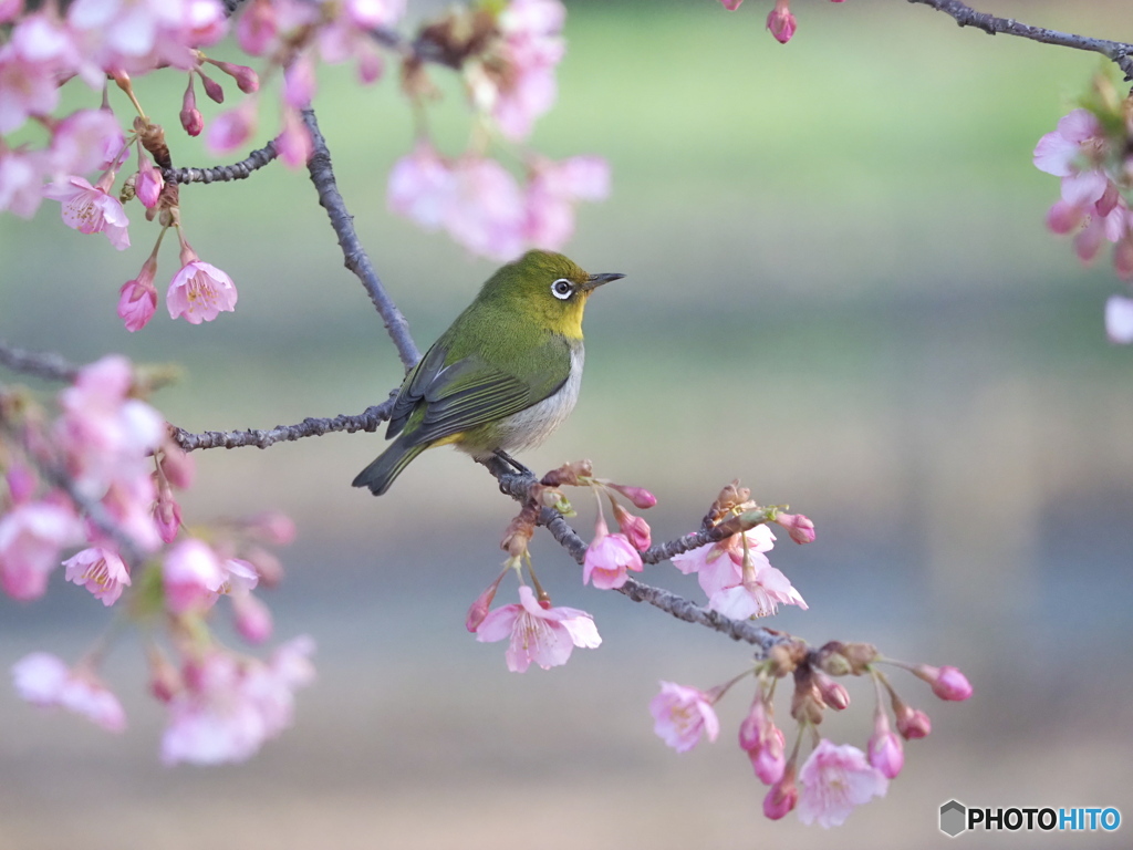 春の訪れ