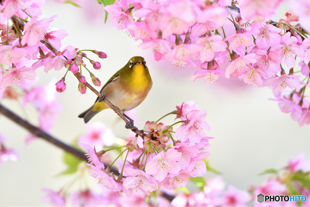 春うらら