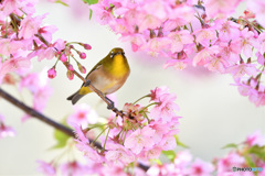 春うらら