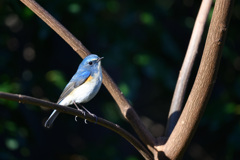 青い鳥