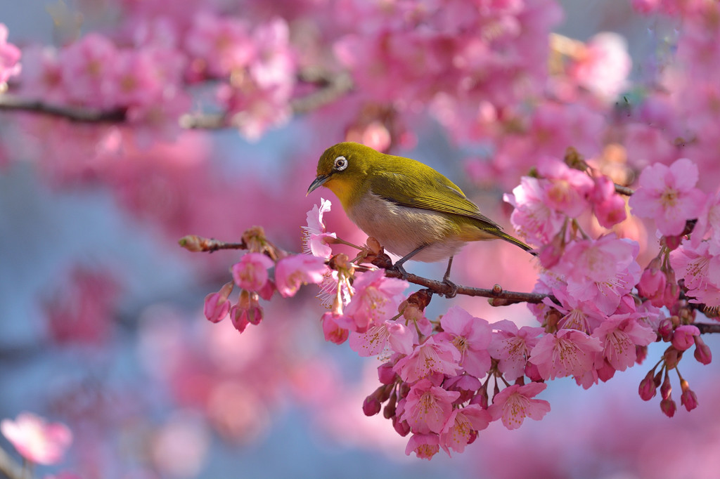 春爛漫