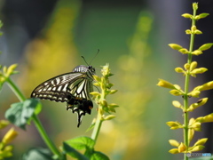 サルビアイエローマジェスティにアゲハチョウ