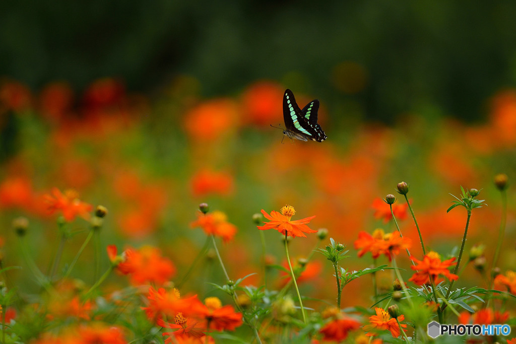 キバナコスモス畑のアオスジアゲハ