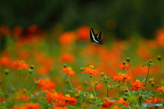 キバナコスモス畑のアオスジアゲハ