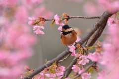 河津桜にヤマガラ