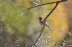 木漏れ日の中で
