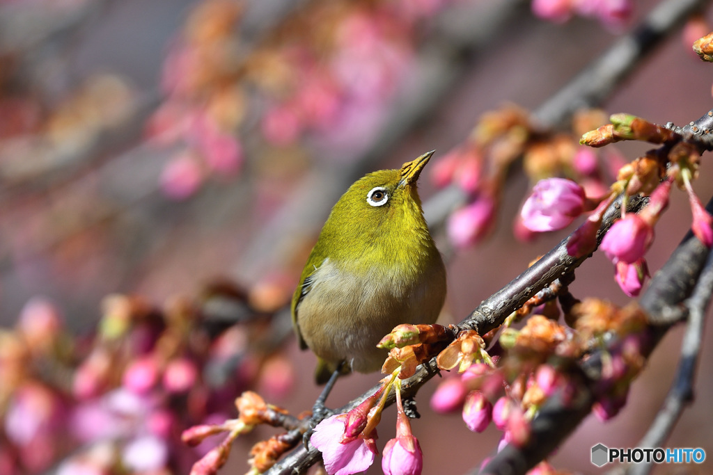 春めく