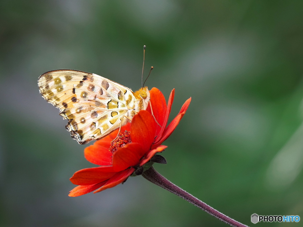 ヘリオプシスにツマグロヒョウモン