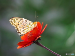 ヘリオプシスにツマグロヒョウモン