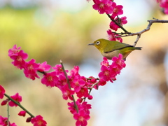春の訪れ