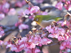河津桜にメジロ