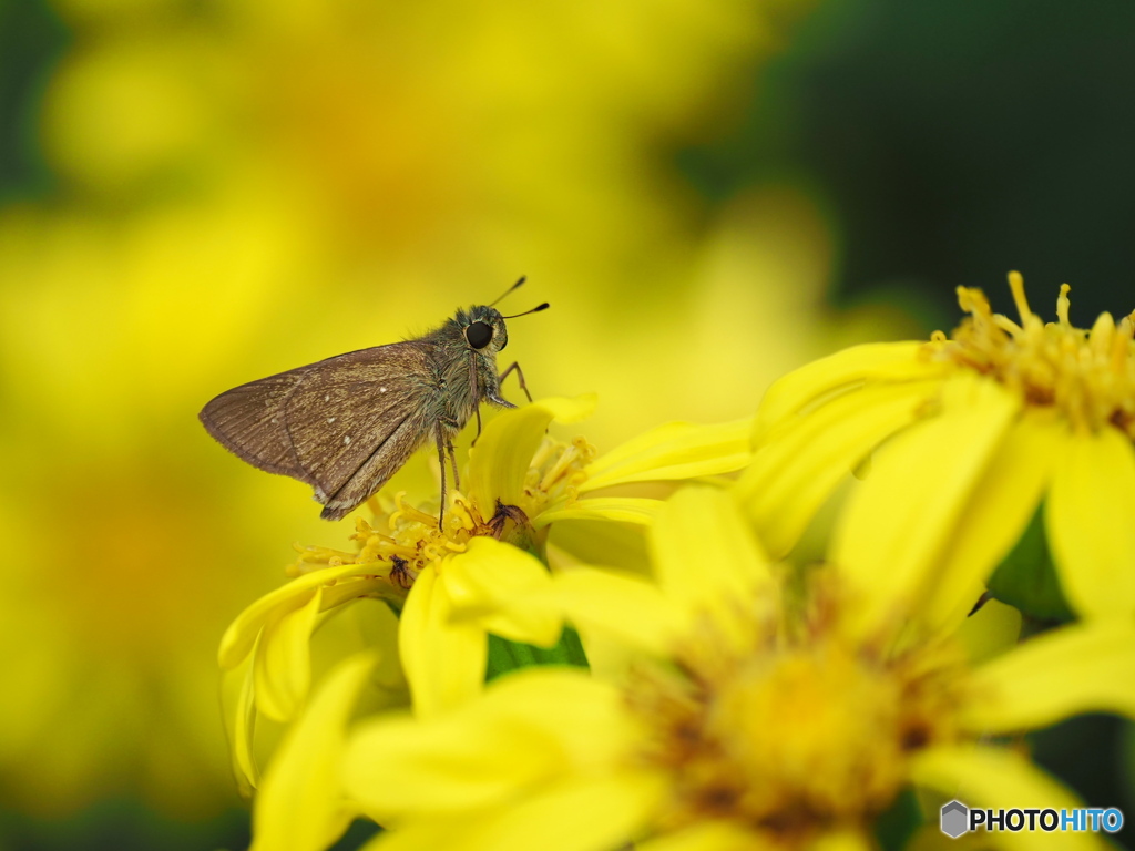 ツワブキにチャバネセセリ