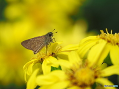 ツワブキにチャバネセセリ