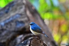 瑠璃色の野鳥