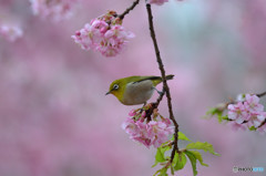 春近し