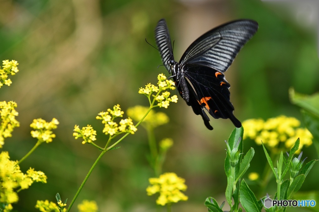 オミナエシとクロアゲハ