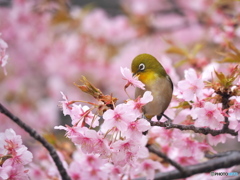 春爛漫