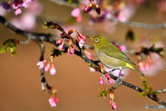 春の訪れ