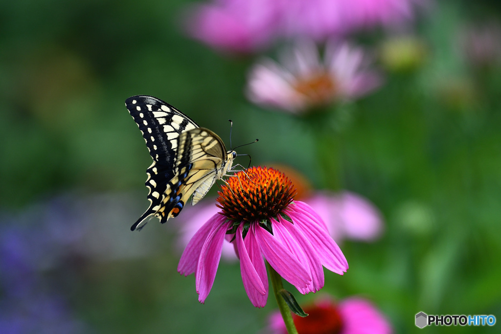 エキナセアにキアゲハ