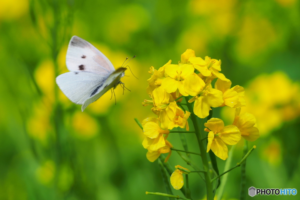 菜の花畑に舞う