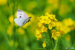 菜の花畑に舞う