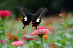 モンキアゲハ舞う