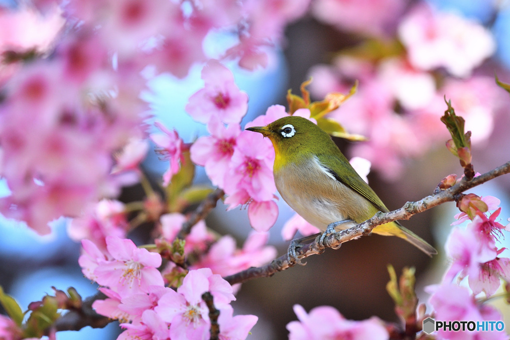 春爛漫