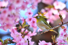 春爛漫