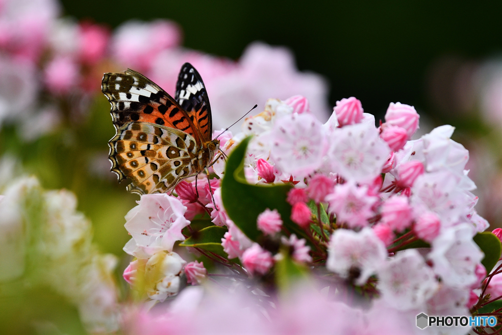 ツマグロヒョウモンとカルミア