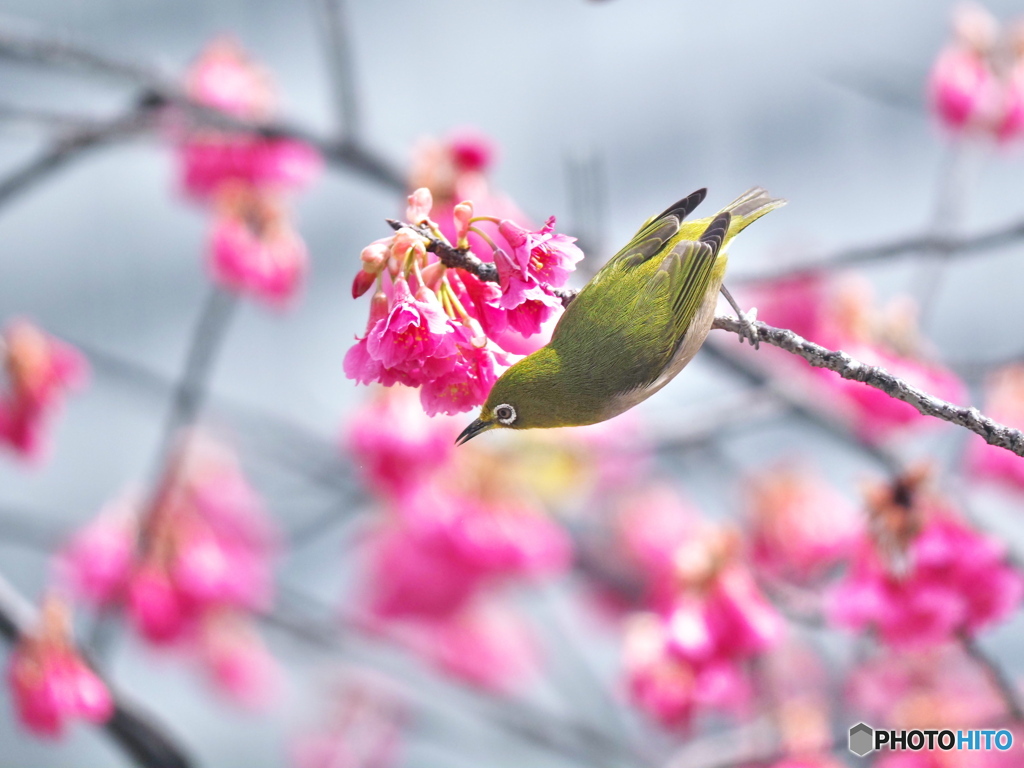 寒緋桜にメジロ