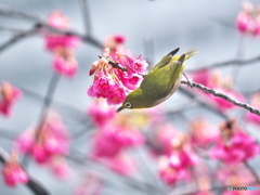 寒緋桜にメジロ
