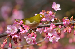 春の息吹