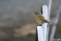 ルリビタキ♀