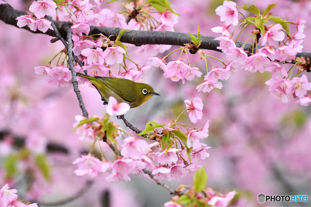 ひとすじの光